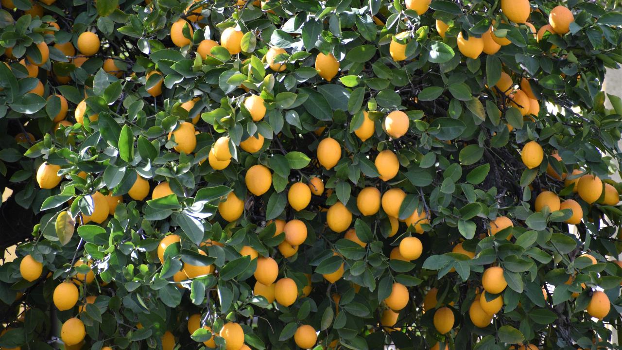 Pocos lo saben: lo que debes hacer con tu limonero para tener frutos jugosos y grandes